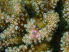 Pocillopora