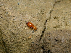 Macrotermes gilvus