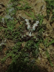 Stephanopis carcinoides