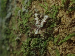 Stephanopis carcinoides