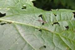 Gnophomyia tristissima