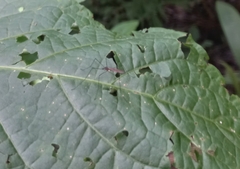 Gnophomyia tristissima