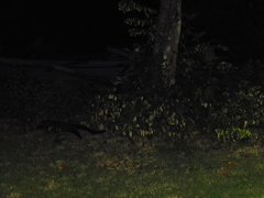 Paradoxurus musangus javanicus