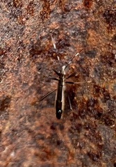Micrelytra fossularum