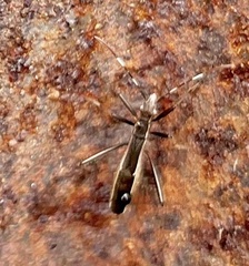 Micrelytra fossularum