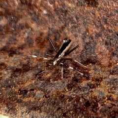 Micrelytra fossularum