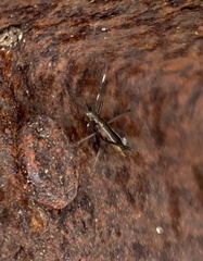 Micrelytra fossularum