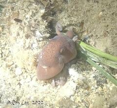 Callistoctopus
