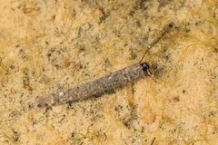 Odontoceridae
