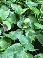 Limnonectes leytensis