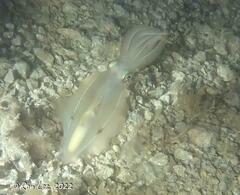 Sepioteuthis australis