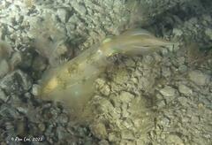 Sepioteuthis australis