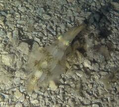 Sepioteuthis australis