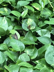 Limnonectes leytensis