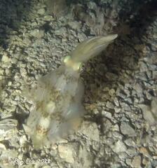 Sepioteuthis australis