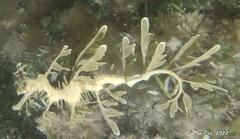 Phycodurus eques