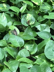 Limnonectes leytensis