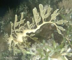 Phycodurus eques