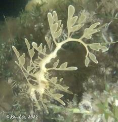 Phycodurus eques