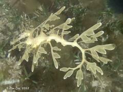 Phycodurus eques