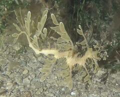 Phycodurus eques
