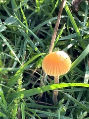Conocybe tenera
