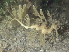 Phycodurus eques