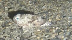 Maxillicosta scabriceps