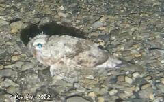 Maxillicosta scabriceps