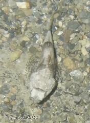 Maxillicosta scabriceps