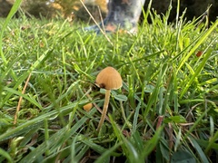 Conocybe tenera