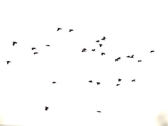 Amazona viridigenalis