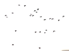 Amazona viridigenalis