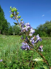 Aconitum kusnezoffii