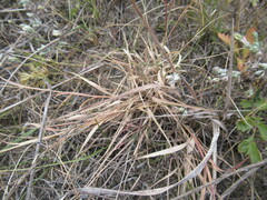 Cleistogenes squarrosa