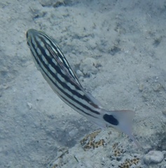 Lutjanus decussatus