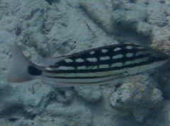 Lutjanus decussatus