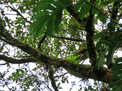 Herpothallon