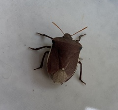 Basicryptus costalis