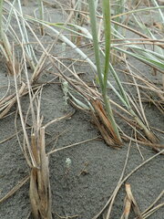 Ozothamnus leptophyllus