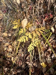 Pleurospermum uralense