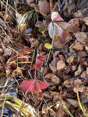 Potentilla fragarioides