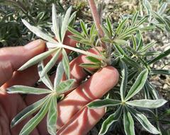 Lupinus sericeus