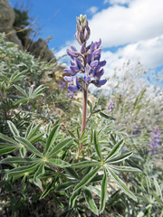 Lupinus sericeus
