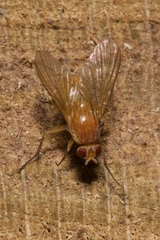 Phaonia pallida