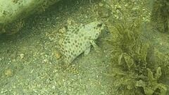 Epinephelus quoyanus