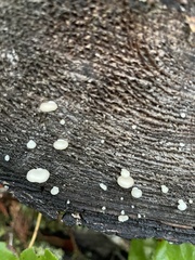 Scytinotus longinquus