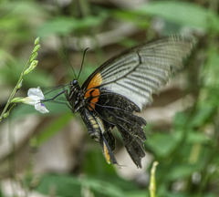 Papilio memnon agenor