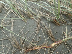 Ozothamnus leptophyllus