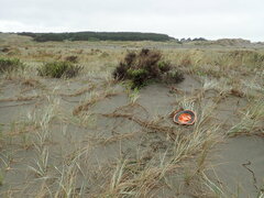 Ozothamnus leptophyllus